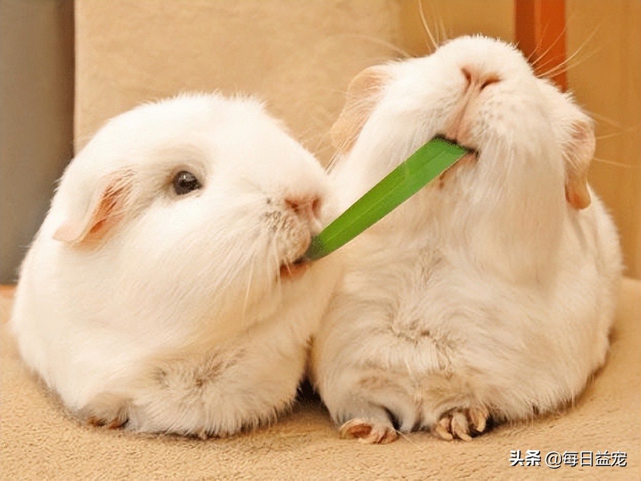 适合在宿舍养的亲人宠物,适合宿舍养的宠物不容易被发现