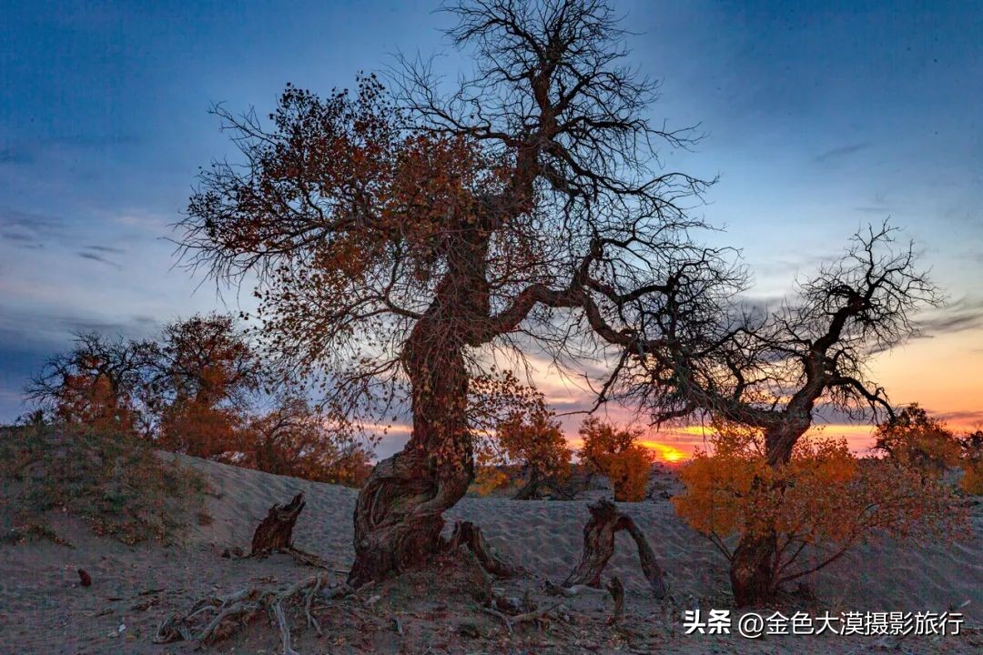 额济纳赏胡杨视频,赤峰额济纳赏胡杨
