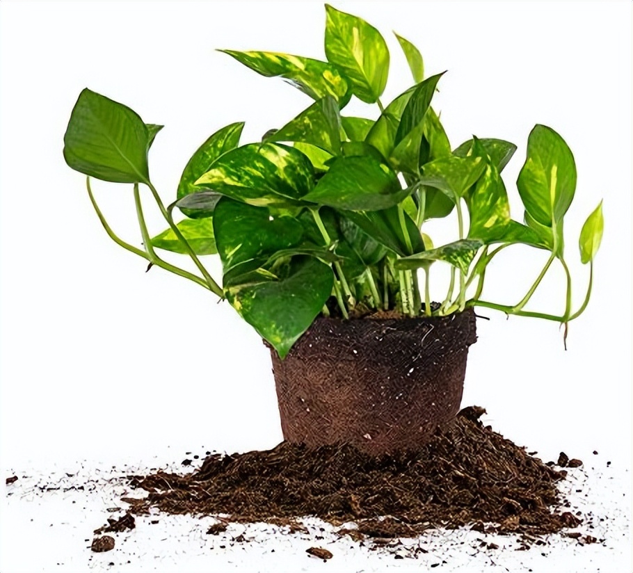 怎么养绿萝爆盆又不长藤,让绿萝5年爬满墙不黄叶的方法