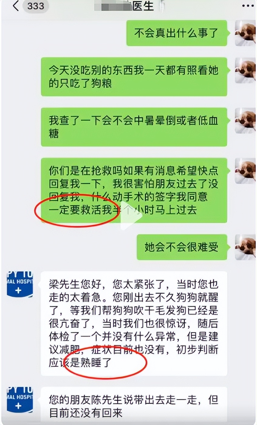 这是一只很有灵性的金毛,这只金毛的笑容已经完美抢镜