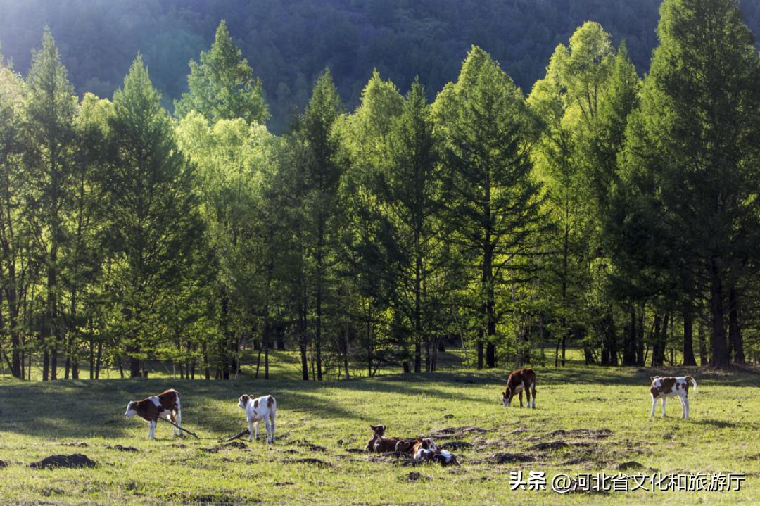 中国夏季避暑胜地排名前十,中国十大避暑胜地第一名你想不到