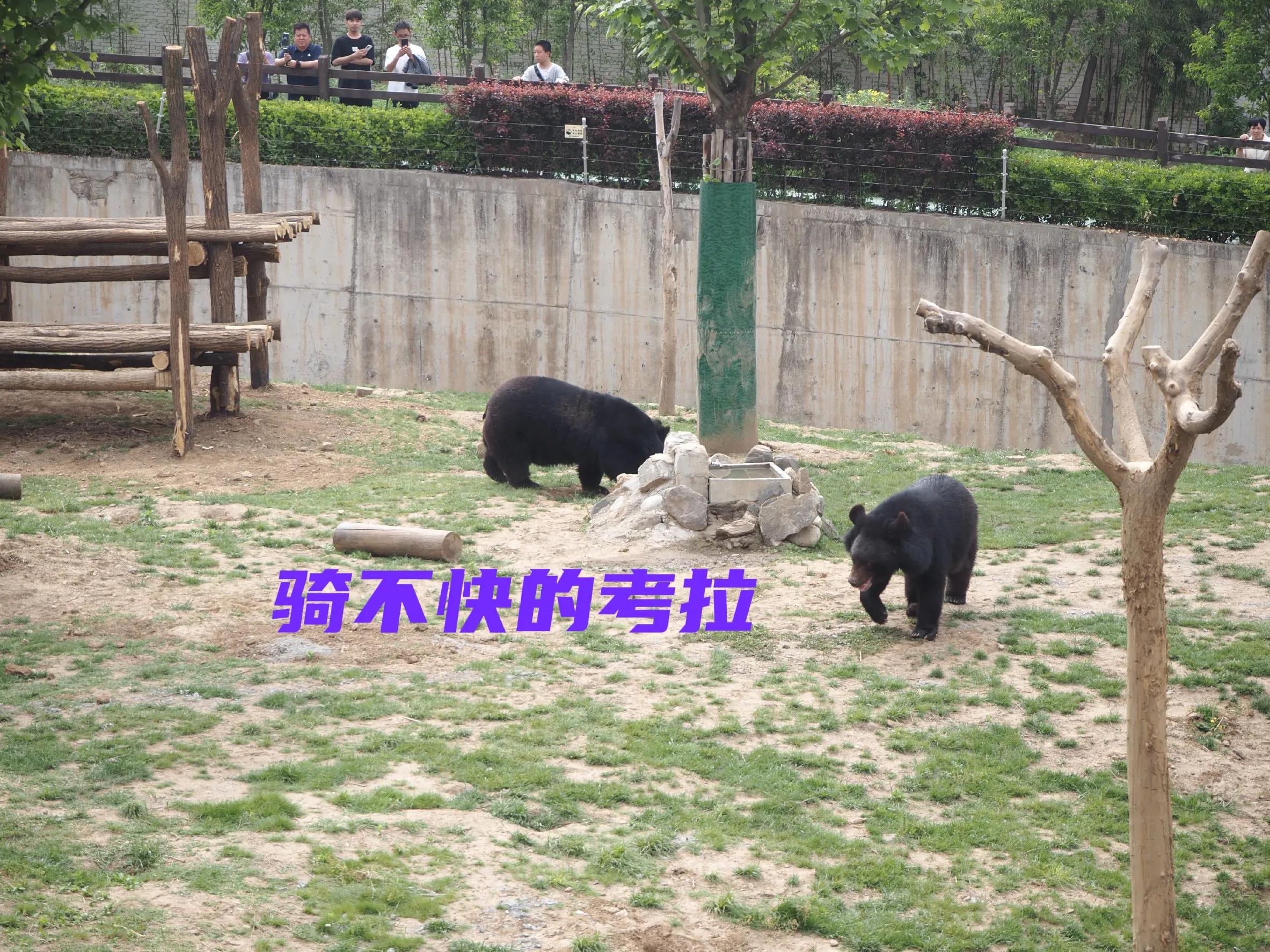 秦岭四宝大熊猫羚牛朱鹮金丝猴 (秦岭四宝科学公园多少大熊猫)