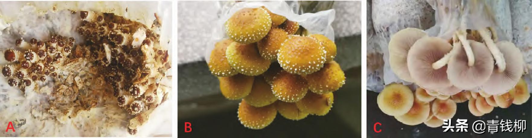 基金项目：柠檬鳞伞生物学特性与驯化栽培