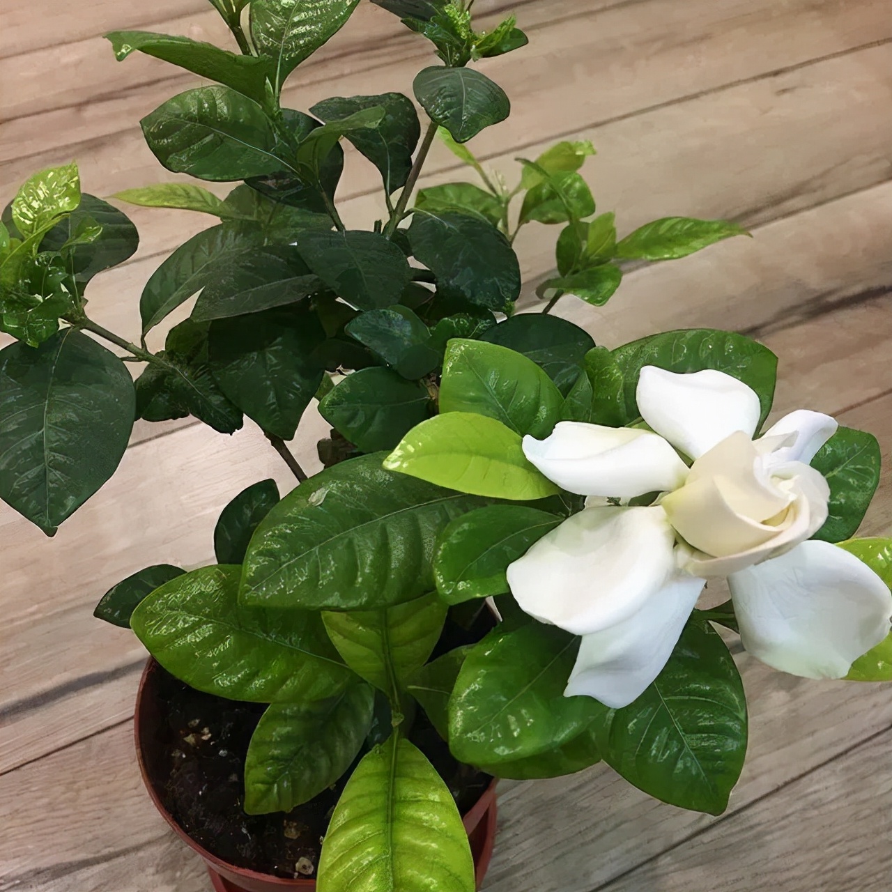 室内栀子花盆栽养殖技巧视频,盆栽栀子花养护5要点