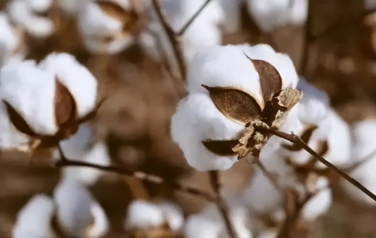 英国靠什么发展经济,英国靠什么殖民全世界
