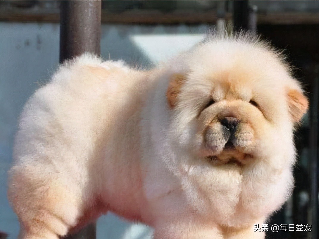 松狮算不算名犬,名犬智商排名松狮