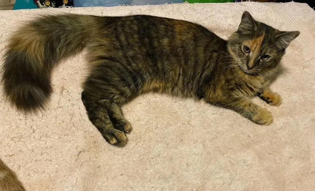 玳瑁阴阳脸猫,阴阳脸玳瑁小猫