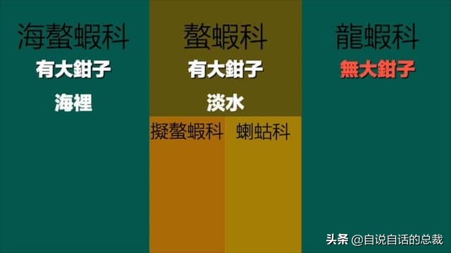 龙虾青龙和花龙区别,龙虾也是生物为什么我们要吃它