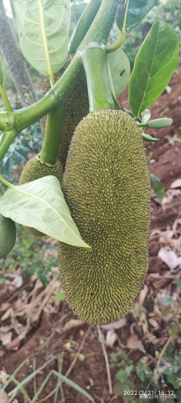 菠萝蜜的生长过程文字,菠萝蜜的生长周期是多少天