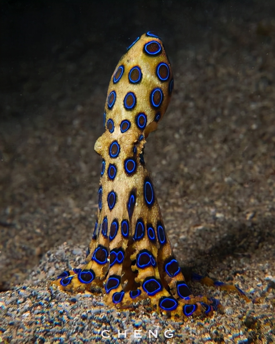 50件来自我们迷人星球的不寻常事物