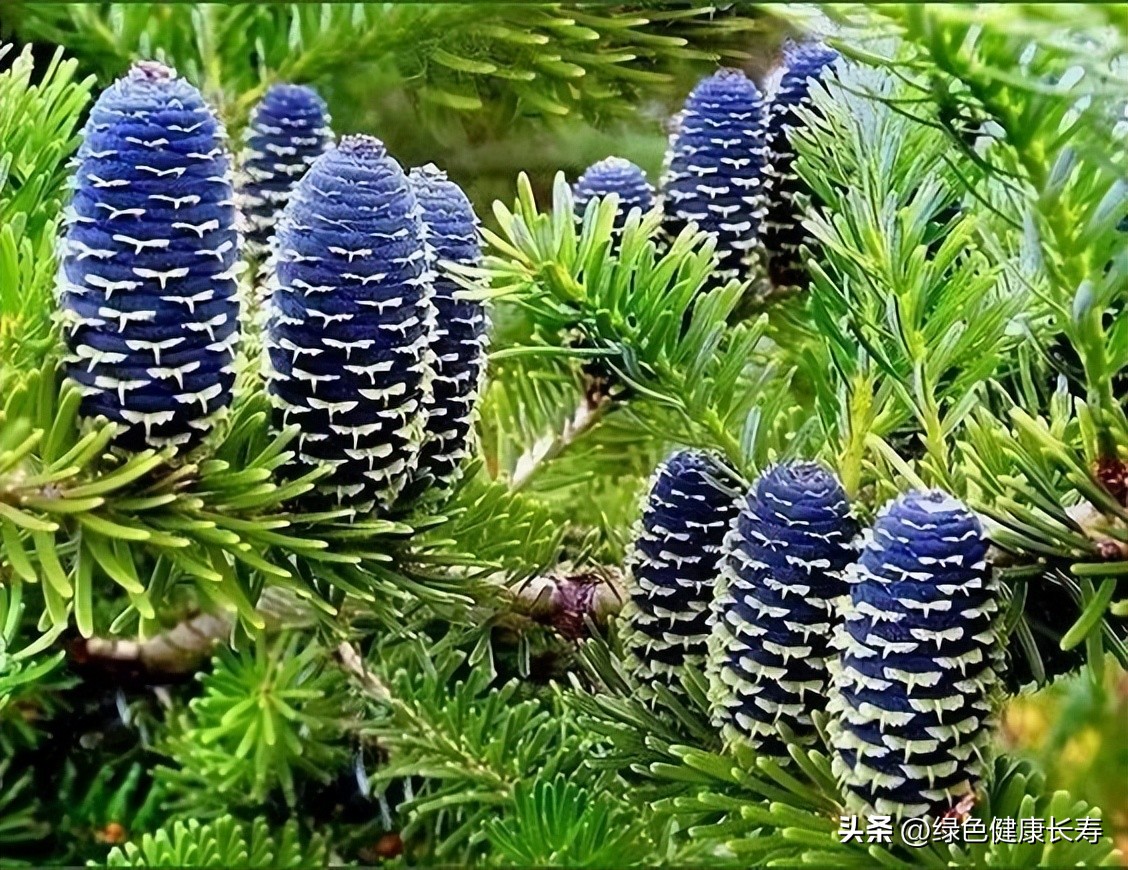 最漂亮的松树开花图片,哪种松树开花好看