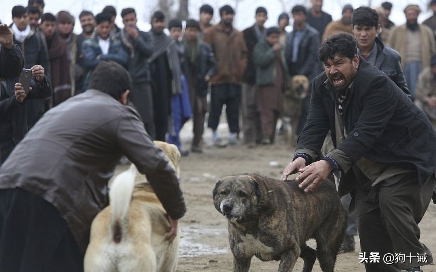 护主能力最强的狗不被禁养,新手推荐养什么狗好会护主