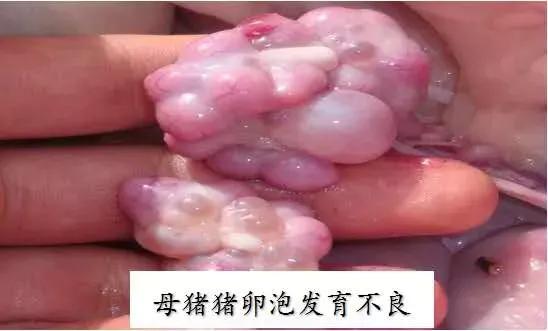 蓝耳病对猪场的危害,蓝耳病猪肉对人体有什么危害