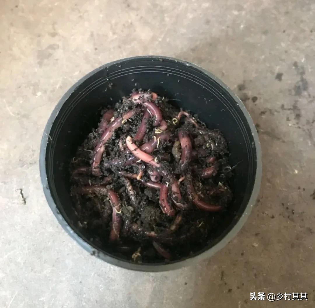 养殖食草动物致富,鱼缸专门吃小杂物粪便的小动物