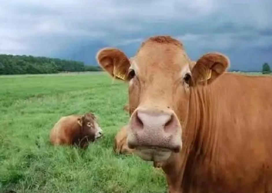 马和牛能够杂交吗,公马和母牛算杂交育种吗