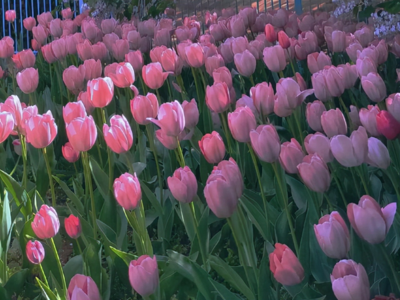 白羊座性格优势及弱点分析,白羊座优点大集合