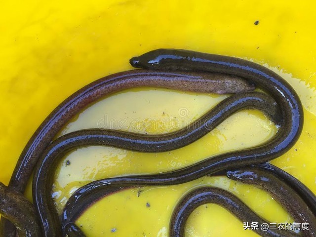 河鲜四大名鱼,最顶级的河鲜鱼