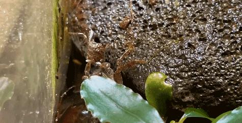 在卧室造一片弱肉强食的危险雨林，会打雷还真的会下雨