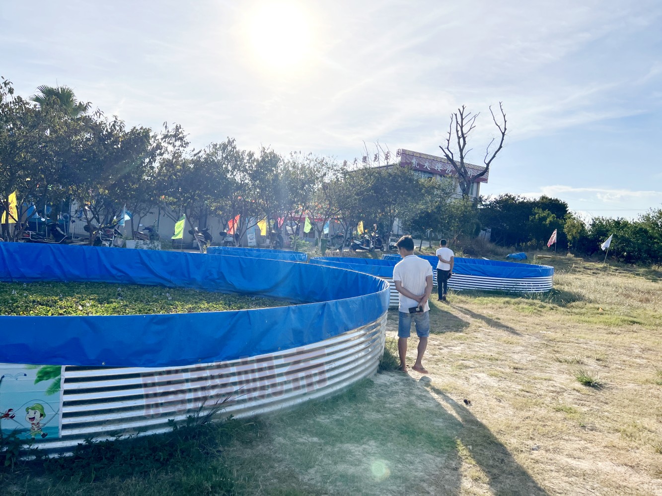 小龙虾养殖池塘咋样建比较好,大棚无土养殖小龙虾怎么养