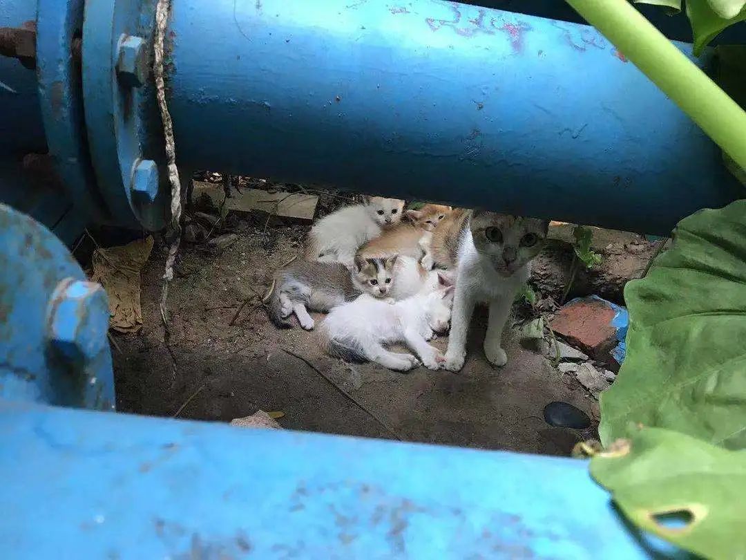 猫超可爱治愈的图片,罕见的流浪猫图片卡通可爱