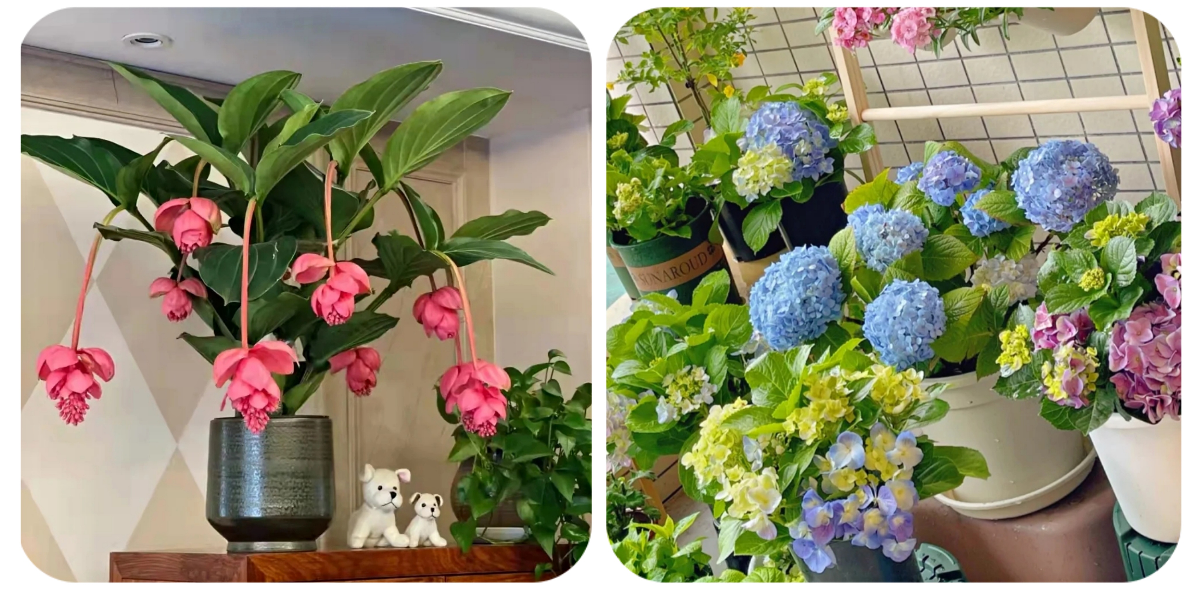 阳台上可以种什么蔬果,阳台上适合种的蔬果