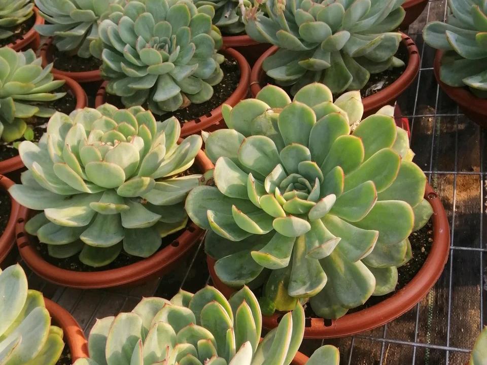 多肉晨露和橙梦露的区别,晨露的多肉名字