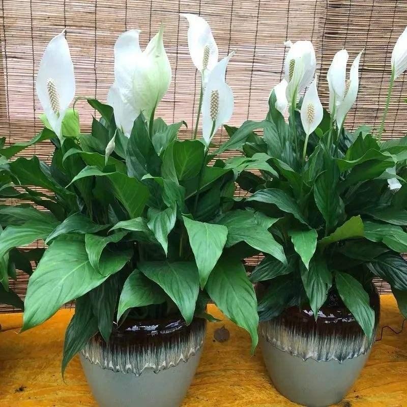 一帆风顺叶子发黄是什么原因,一帆风顺叶子有点发黄怎么办