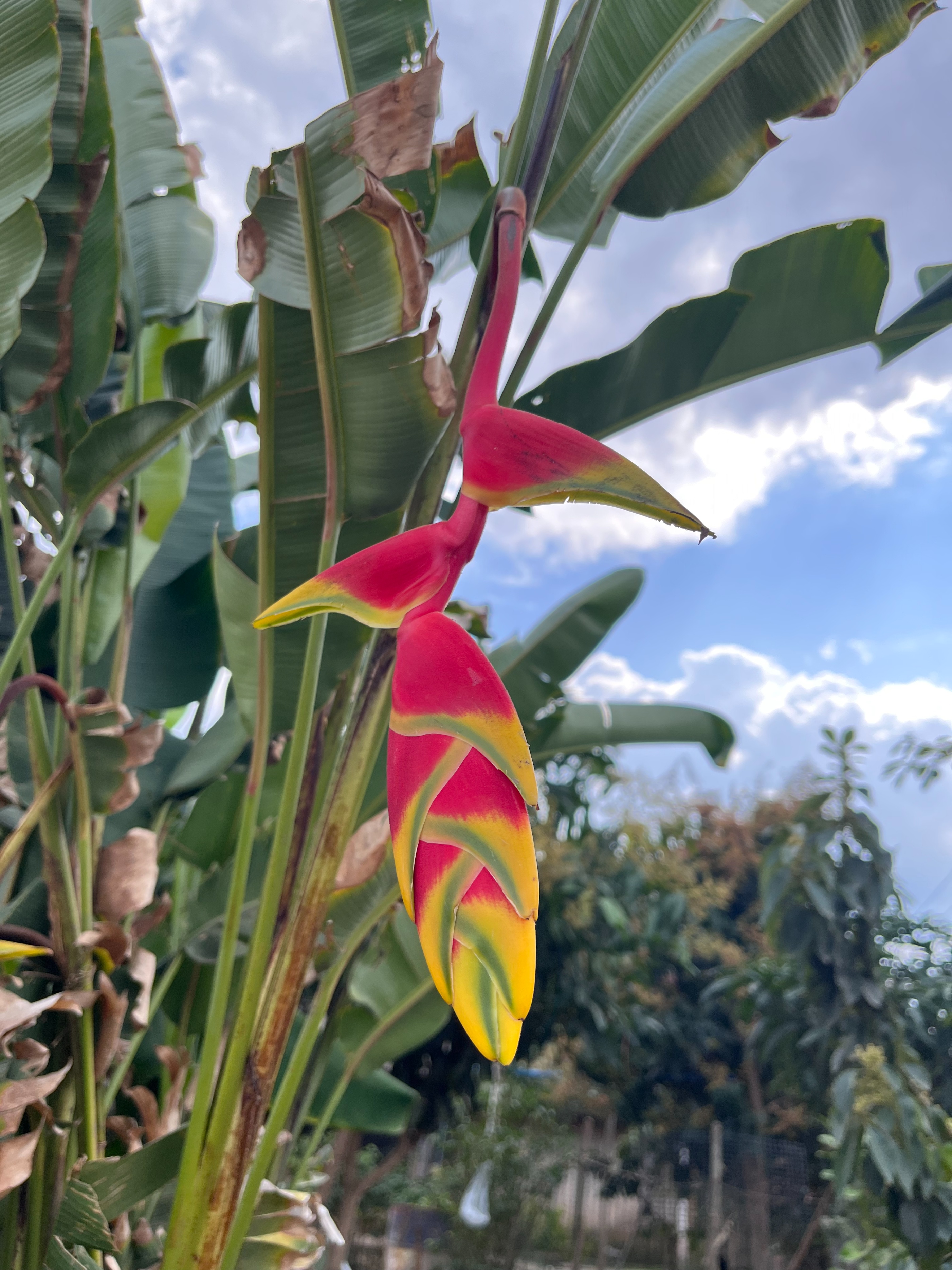 西双版纳傣族村寨和傣族园,西双版纳美丽的傣族园