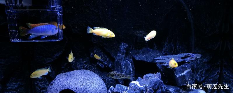 养鱼的技巧和方法大全,家庭养鱼的方法和技巧