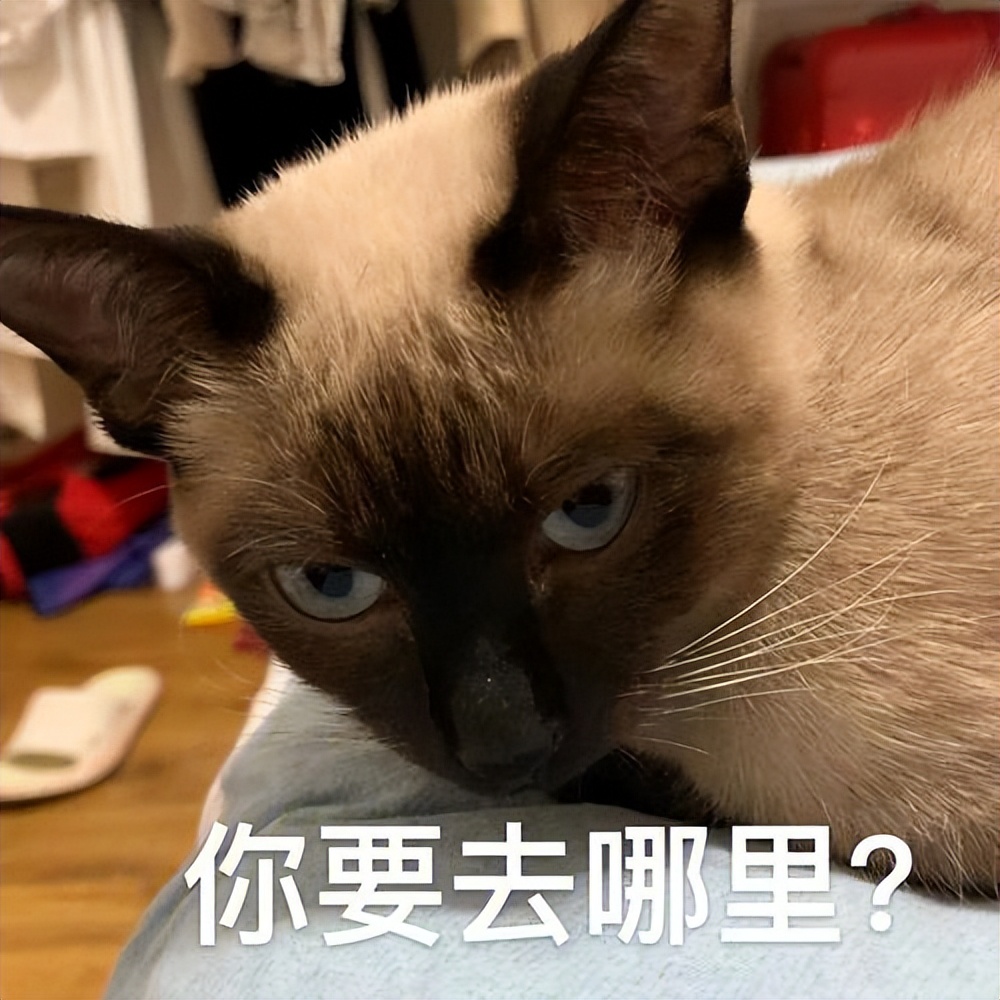 为什么建议新手养暹罗,新手养暹罗猫的十大忠告