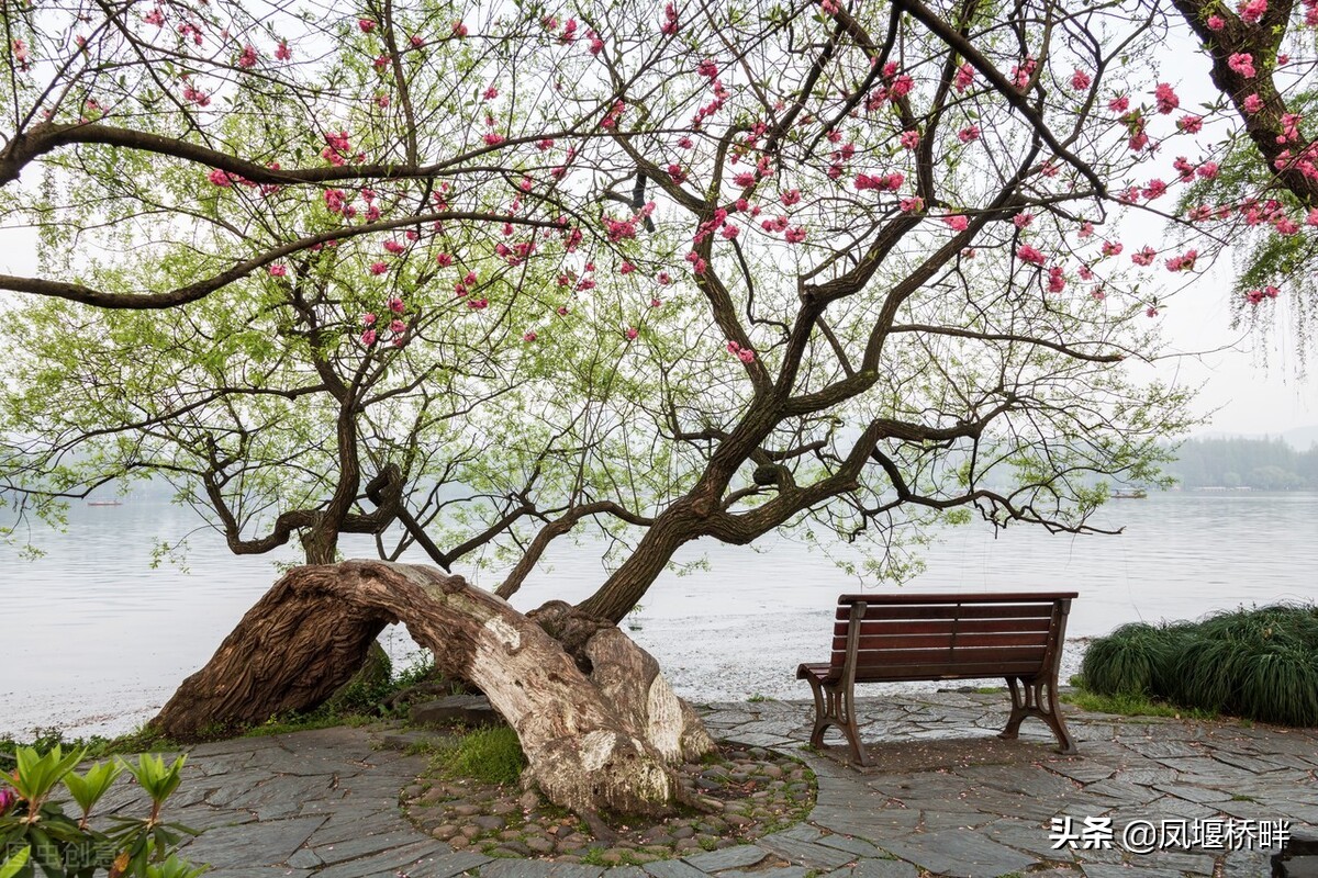 杭州的苏堤春晓西湖十景之首,西湖十景苏堤春晓曲院风荷