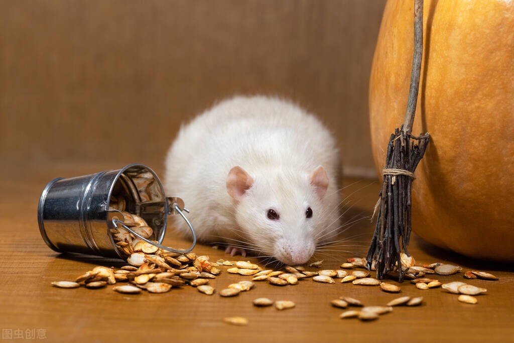 关于鼠的文化名人及文化作品,鼠文化目录