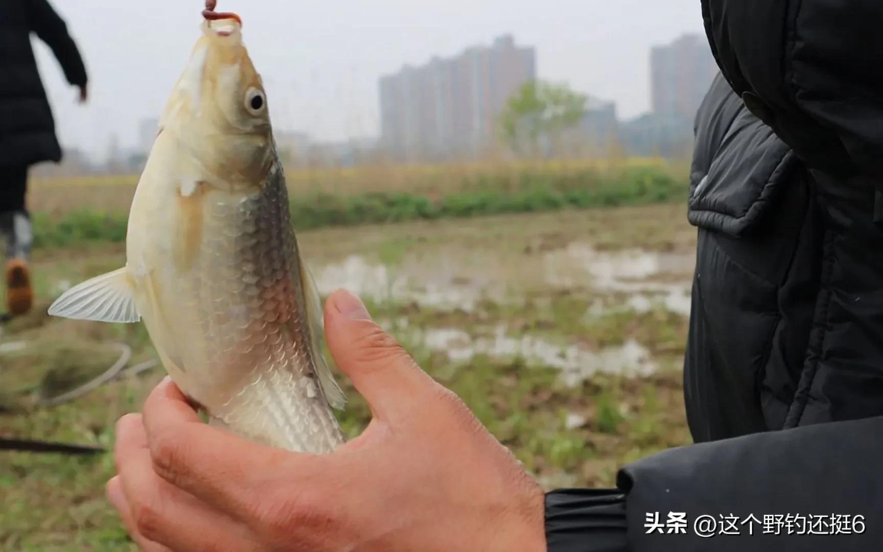 西南风鱼不开口什么风最适合钓鱼,为何西南风鱼不好钓