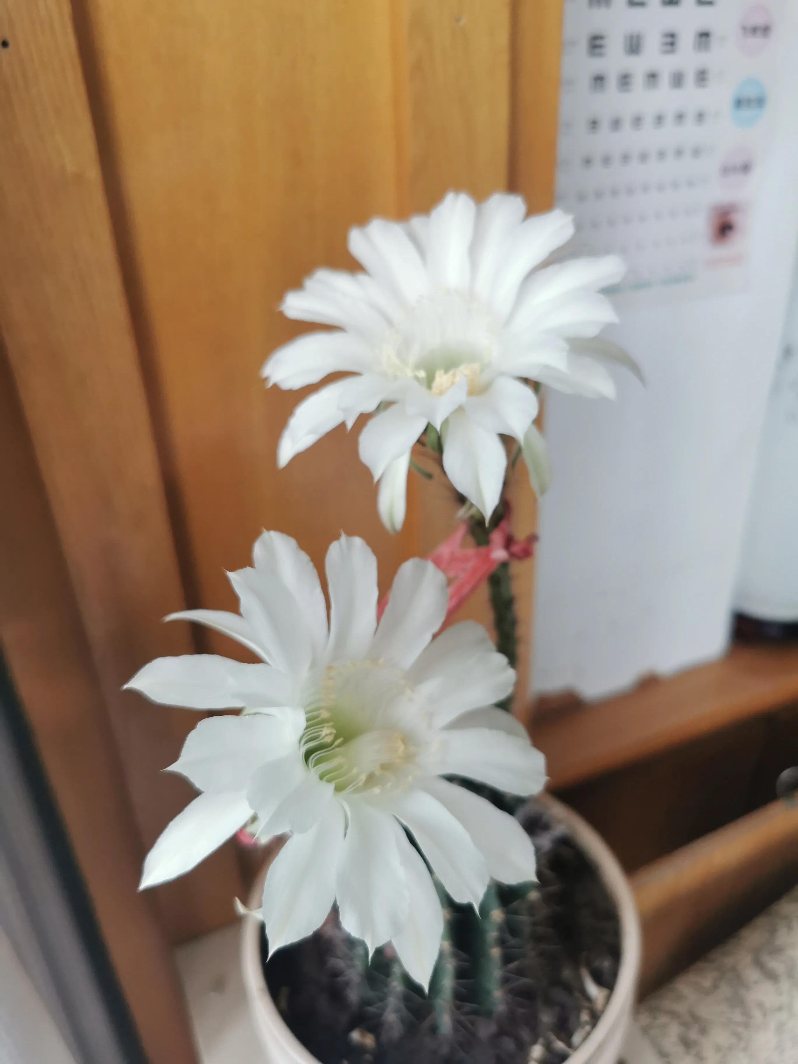 今天仙人球开花了，寓示中国股票牛市的到来！