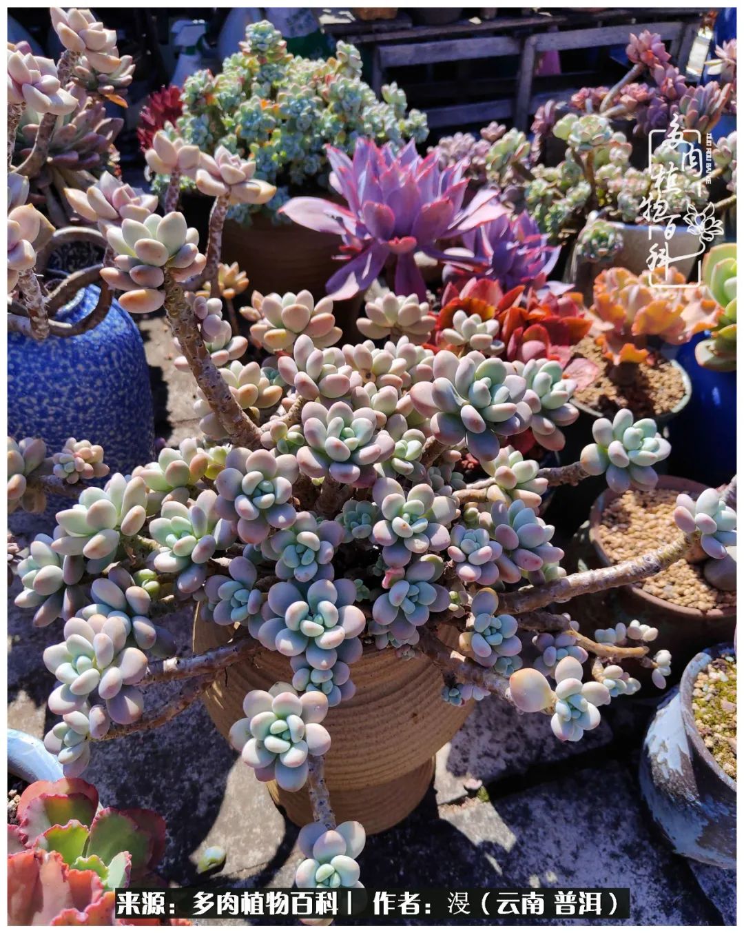 云南的冬天没有云！养肉七年，不谈得失，只论陪伴！