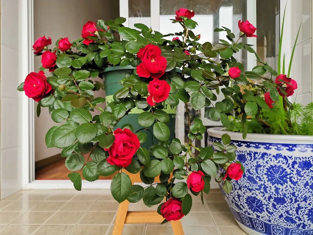 iga肾病四级能治愈几率有多大,iga肾病4级可以保持一辈子吗