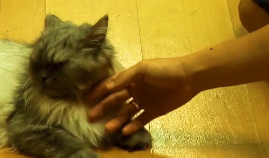 产后抑郁症的猫有什么表现,小母猫产后抑郁什么表现