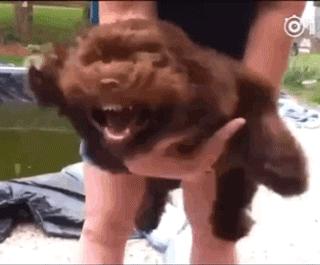 狗狗交配连在一起，可以强行分开吗？