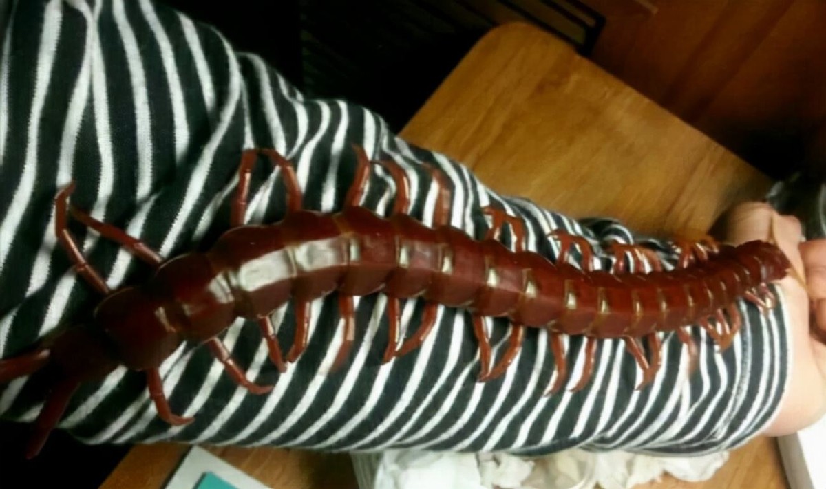 蜈蚣毒性与蜈蚣大小有关系吗,蜈蚣毒性与蜈蚣大小有关吗