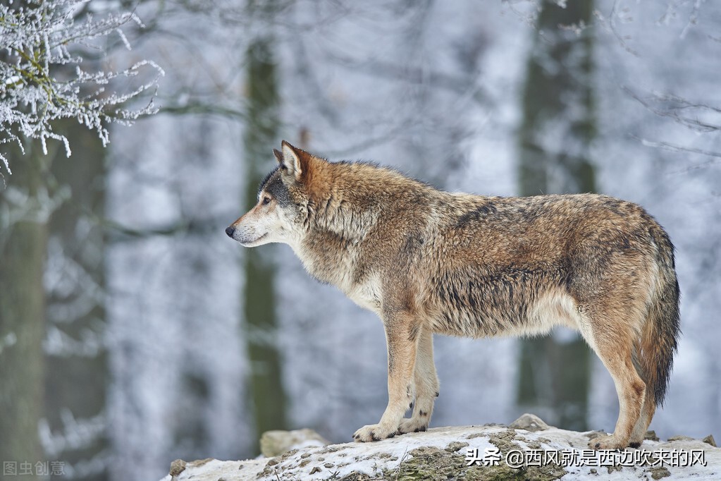 连载西风低吟#狼铠甲之谜，“白幽灵”大败“白罗刹”（二）