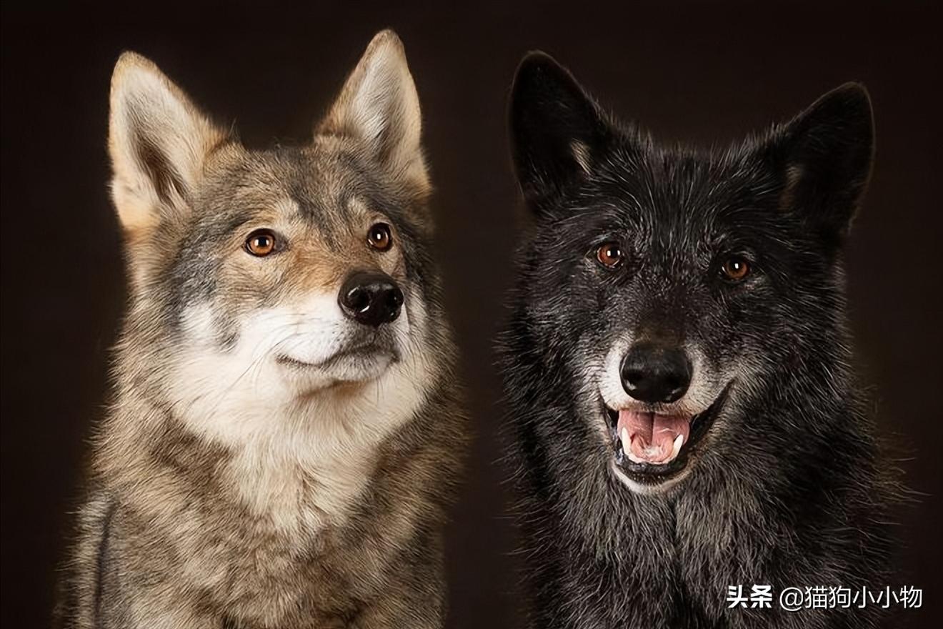 捷克狼犬pk警犬,捷克狼犬vs高加索犬谁强