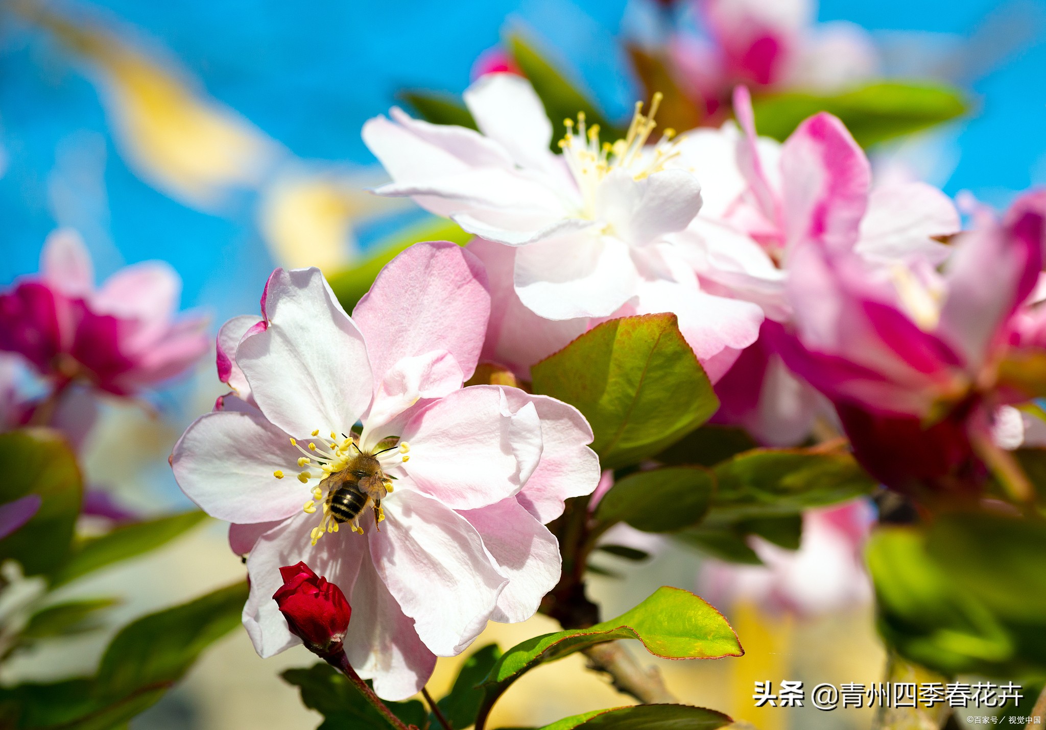 鲜花名字大全带花语,名字好听花语有内涵的花
