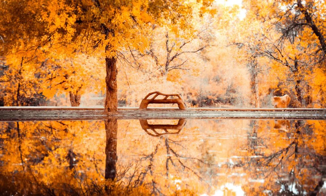 全世界仅存三处！一年只美21天！这场“黄金盛宴”，只因它而起