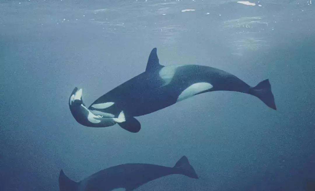 巨齿鲨vs虎鲸vs大白鲨蓝鲸,大白鲨蓝鲸和虎鲸谁才是海洋霸主