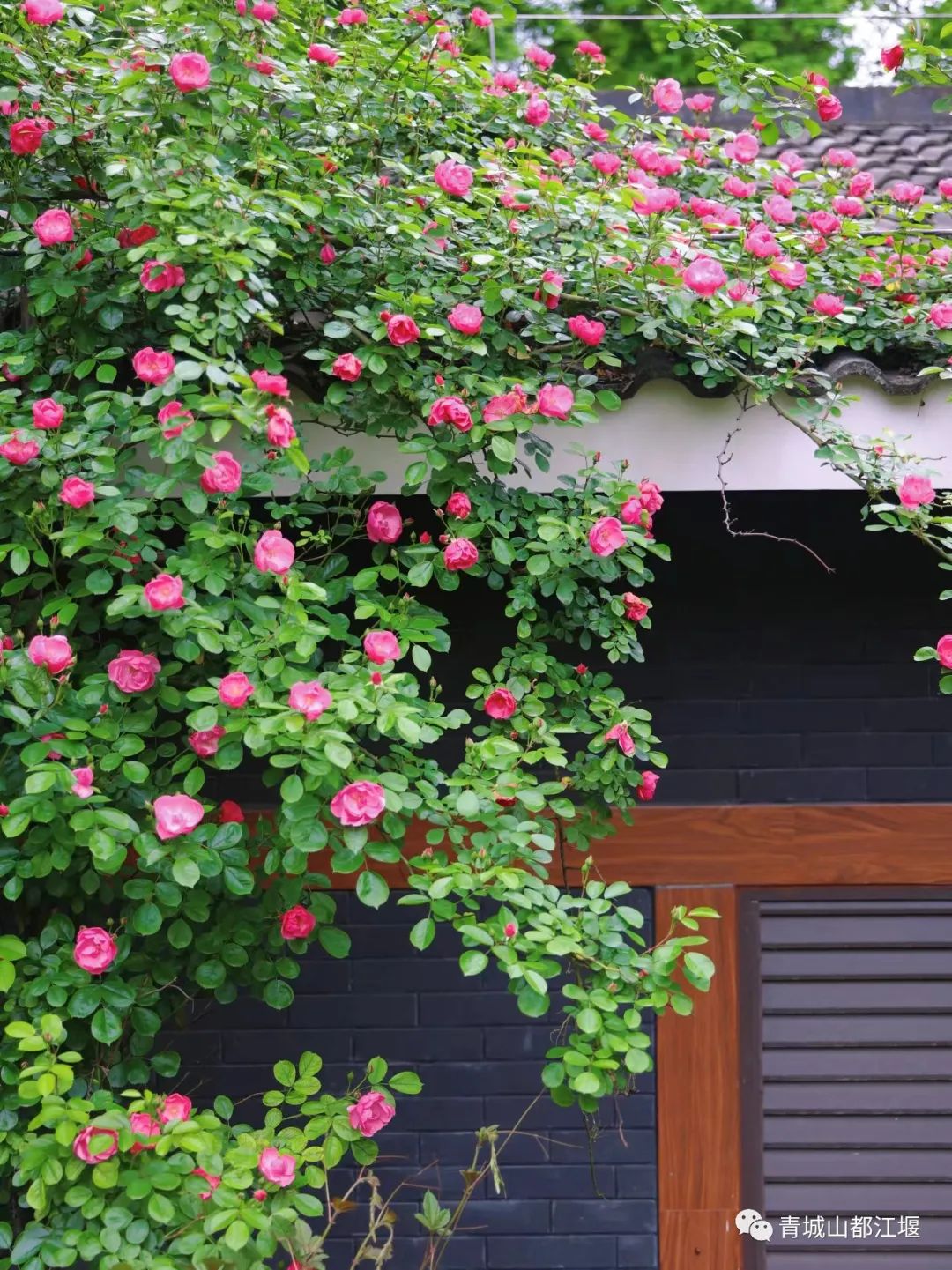 都江堰好玩的打卡地,好玩地方推荐适合带小孩都江堰