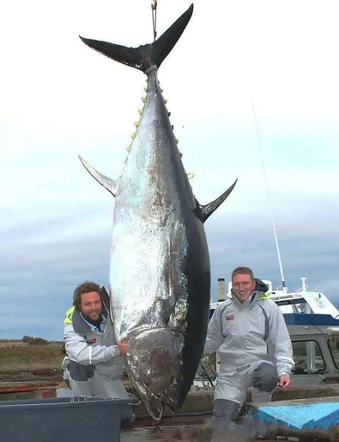 广东渔民捕获大鱼,渔民出海捕到一条106斤的鱼王