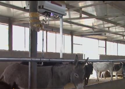 小伙三年养了4000头母驴，感情深厚一头也不卖，但一天还净赚4万