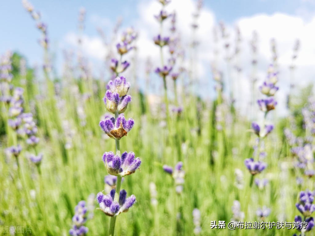薰衣草真实香味,真实薰衣草推荐