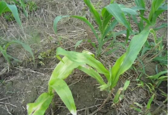 玉米药害了怎么办？做好应急补救措施，减少玉米药害现象