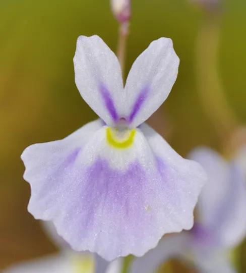 科普盘点捕虫子的植物,所有捕虫植物介绍
